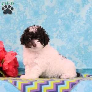 Almond Joy, Toy Poodle Puppy